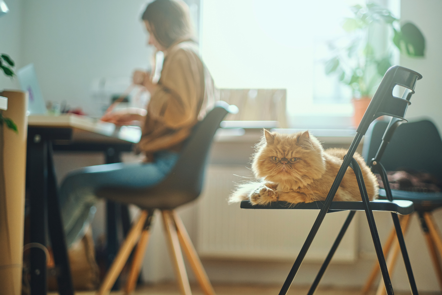 Fostering harmony between your entrepreneurial ventures and feline companionship