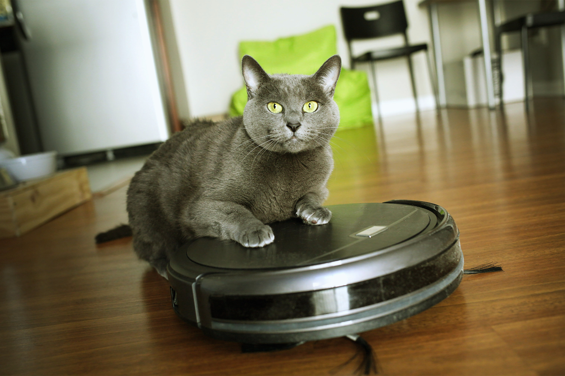 Keeping a cat-friendly home. a cat riding a robot vacuum