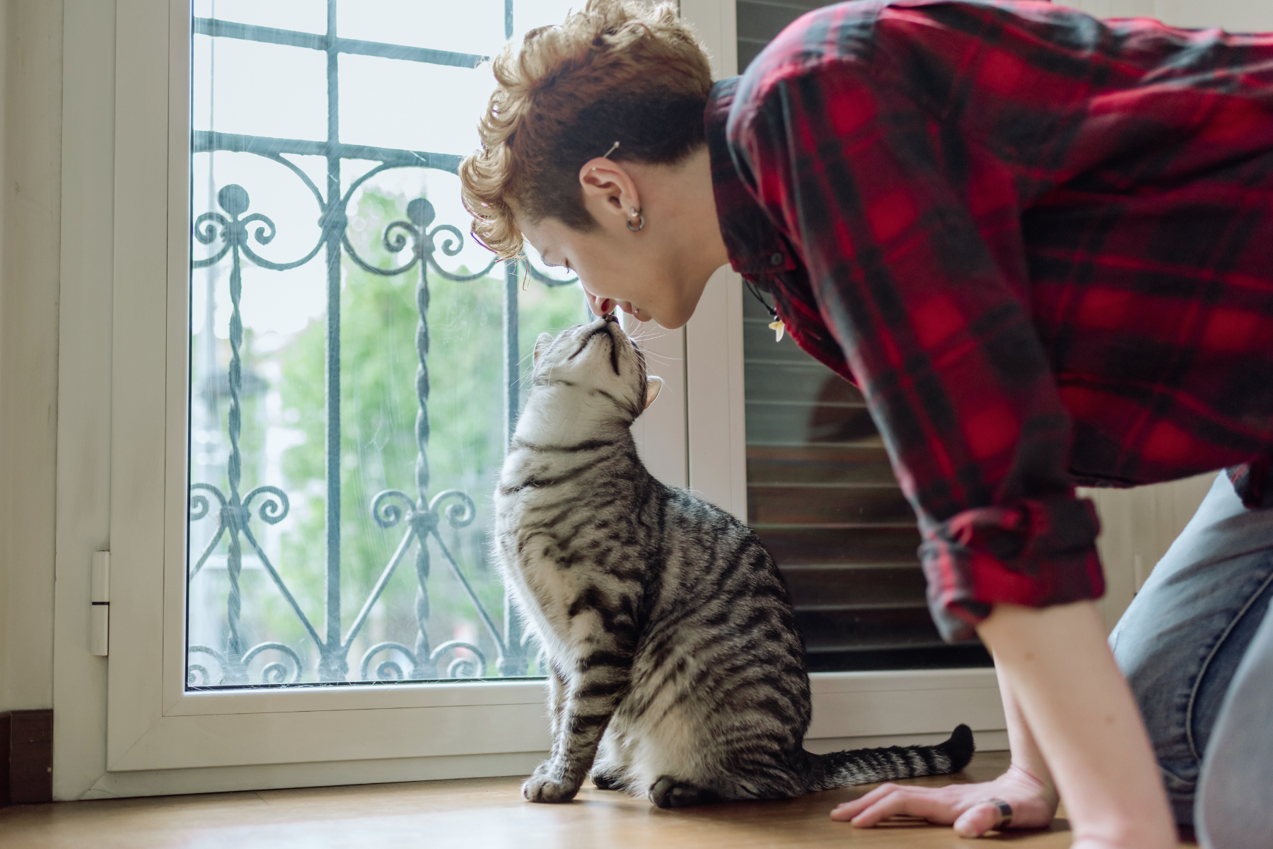 cat getting a kiss from a cat parent. cat love