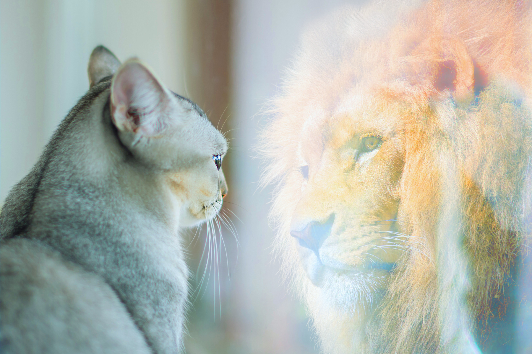 this cat is looking at himself in a mirror and seeing a lion. This is our featured image for cat know self-care