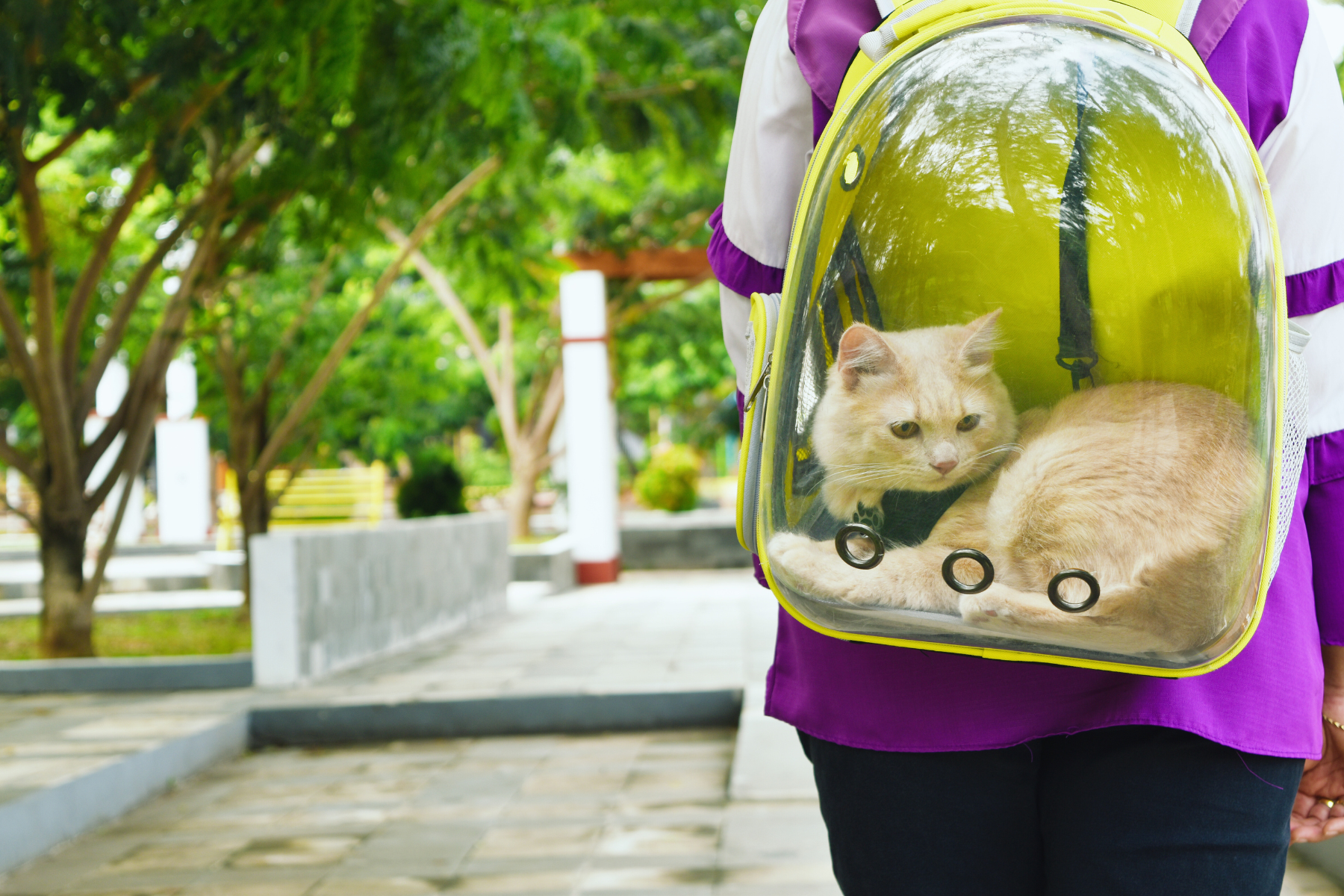 Paws and Passports: How to become a digital nomad with your feline friend