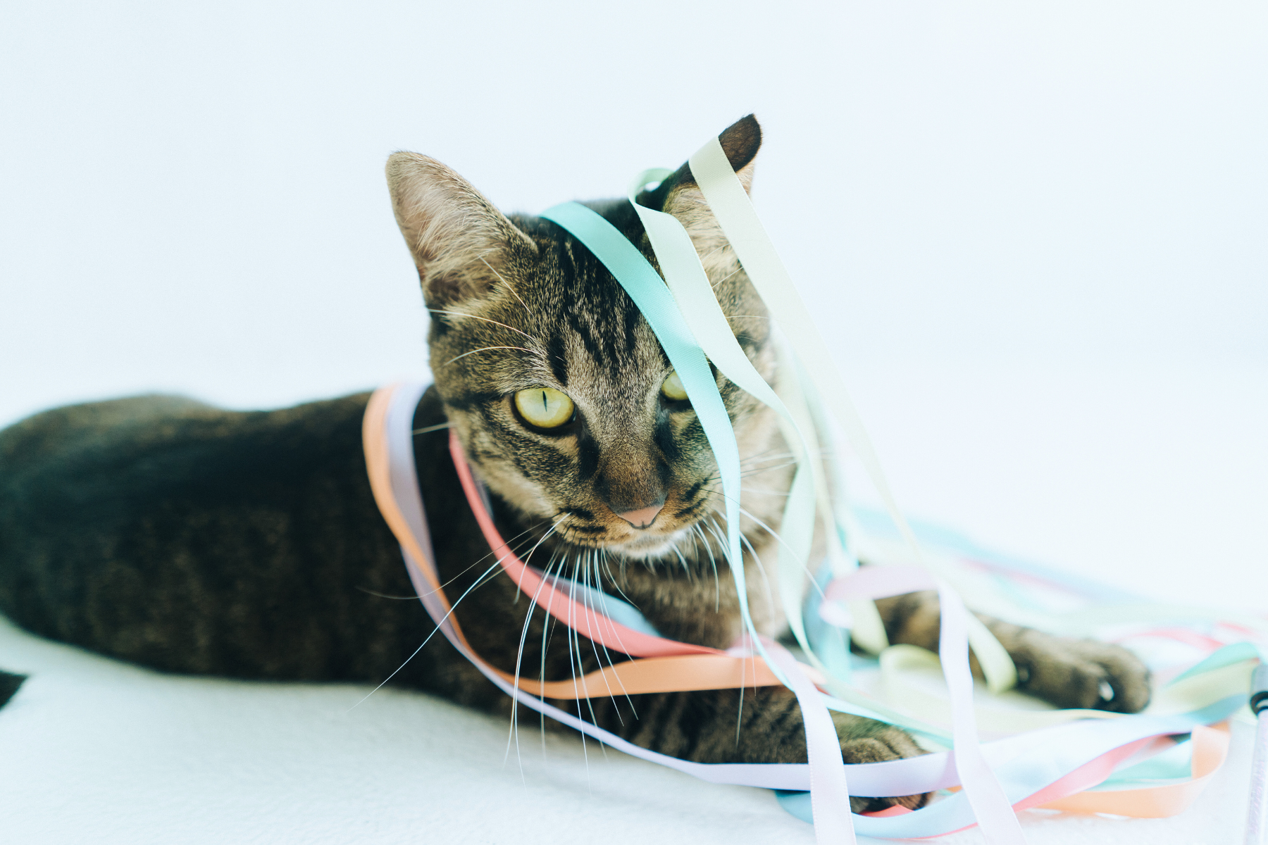 cat laying with its DIY cat toys