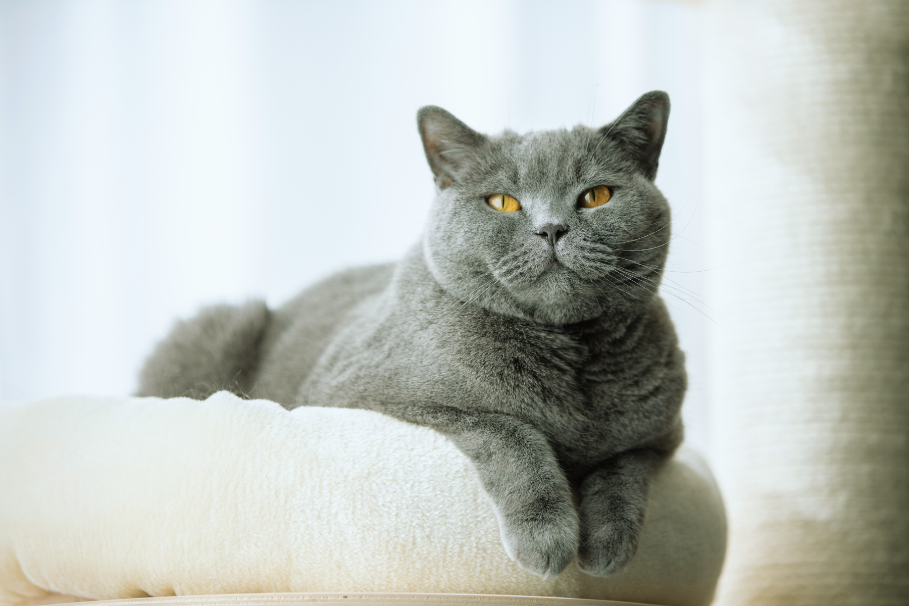 Enhance your cats quality of life with these tips