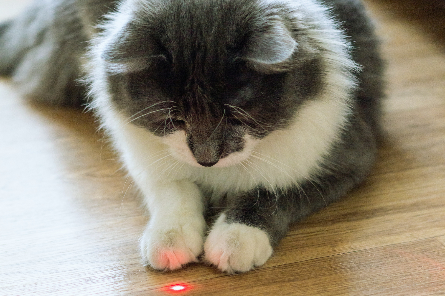 cat playing with laser pointer. one of our favorite cat toys of 2017