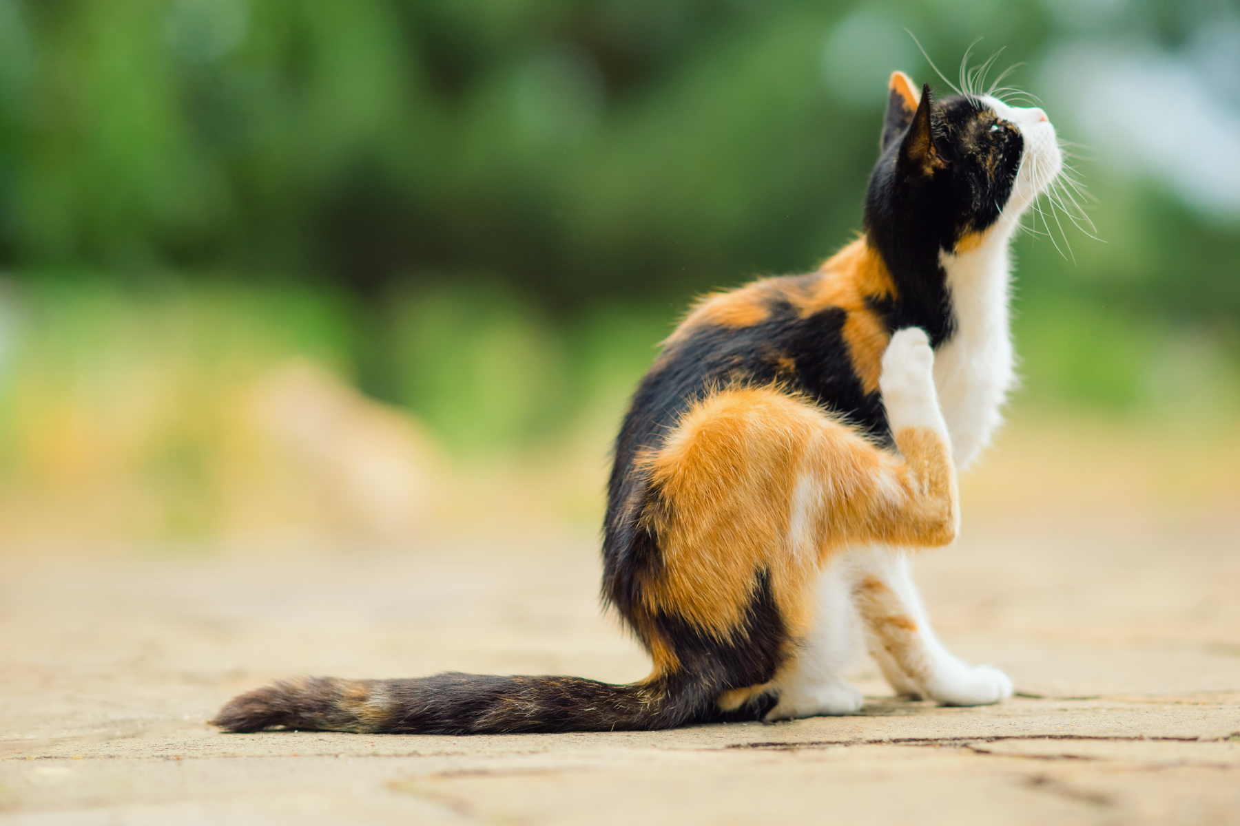 Fleas- How To Get Rid Of Pesky Fleas – For Good!