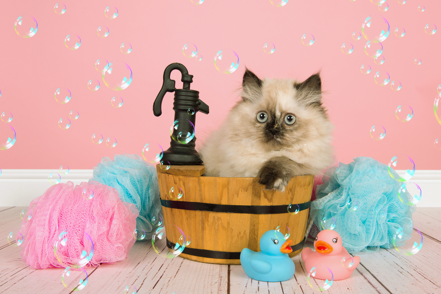 a cute kitten in a tiny pretend bathtub for grooming practice