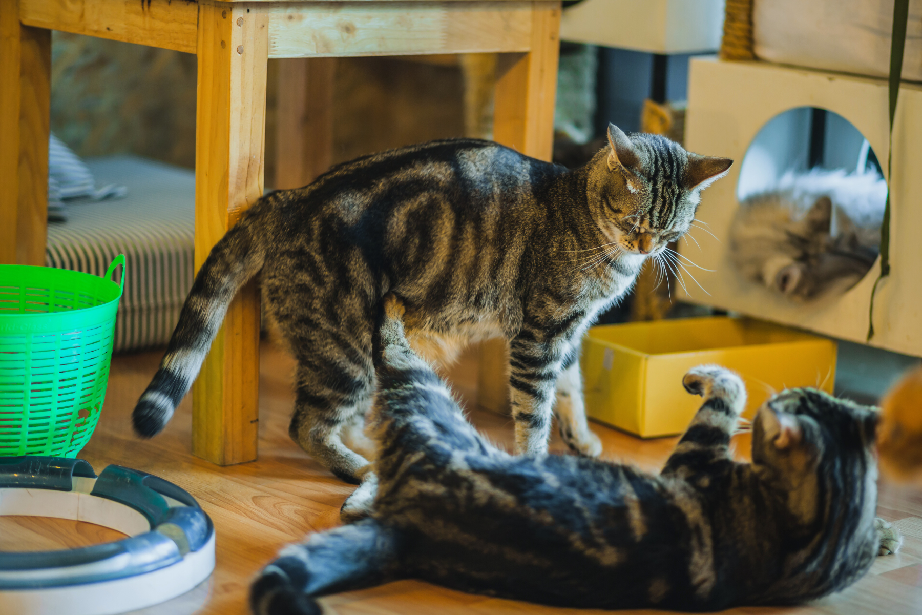 Two cats getting to know each other. featured image for Introducing your cat to a new pet