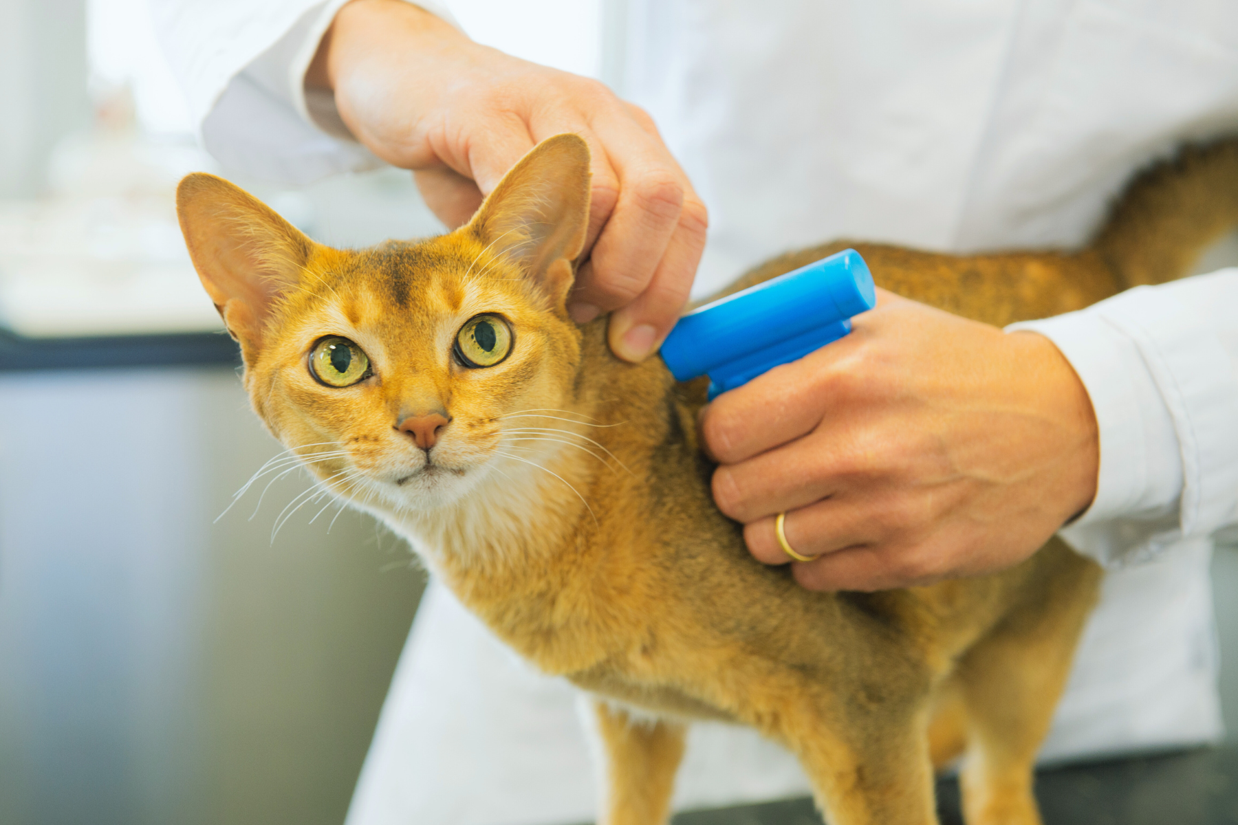 A guide to microchipping your cat