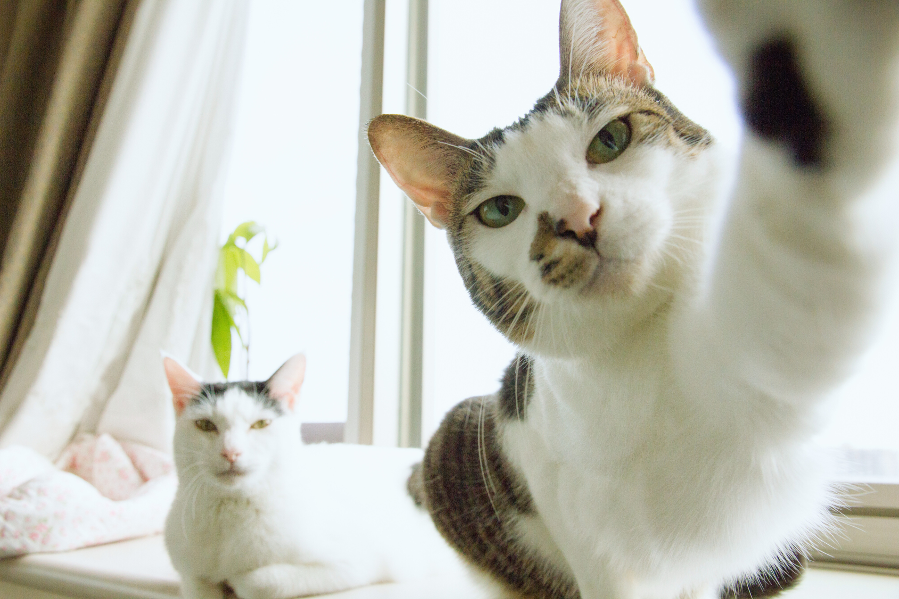 cat looks like hes taking a selfie. featured image for motivational quotes