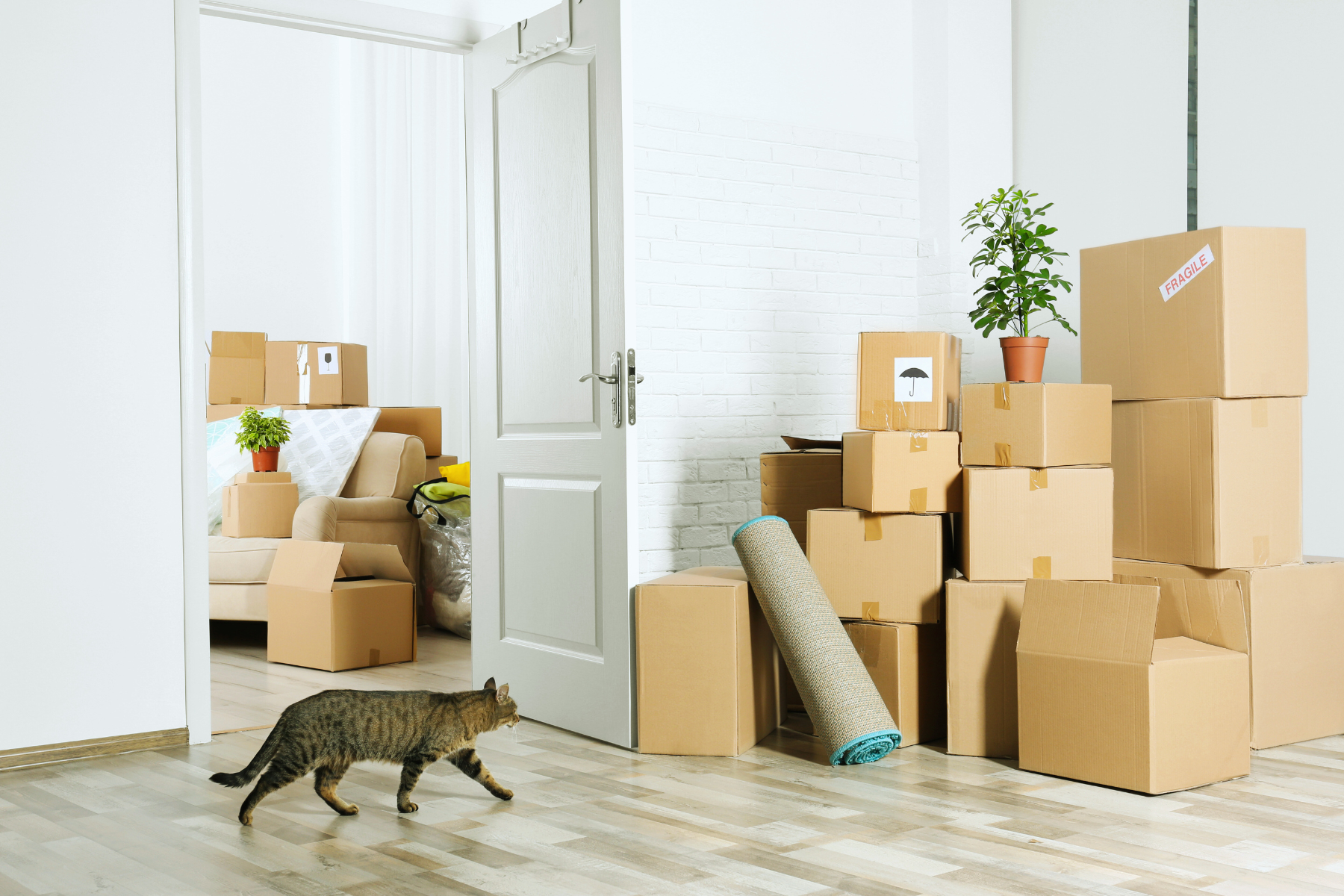 The Essential Guide to Moving Into a New Home With Your Cat