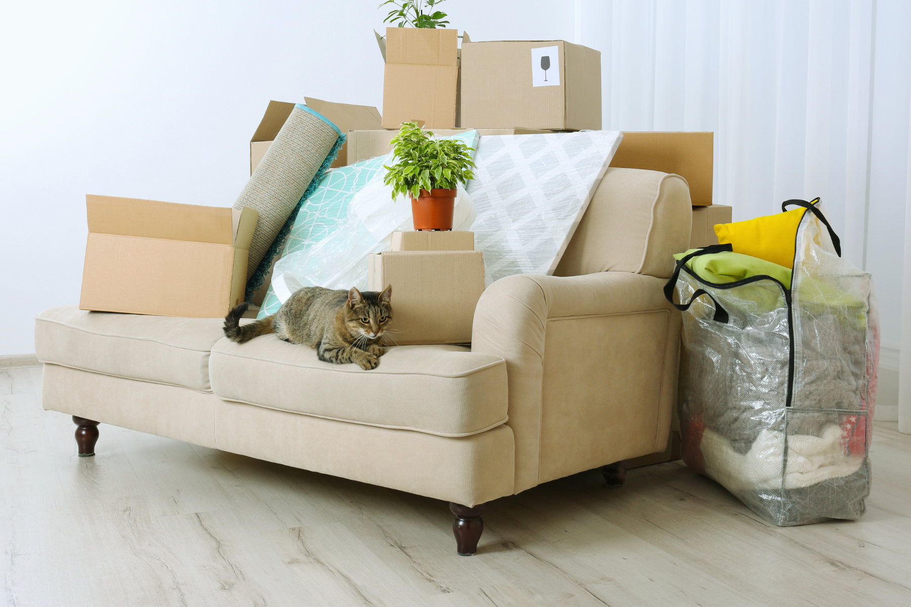 featured image for Moving your cat to a new home. cat on a couch surrounded by moving boxes