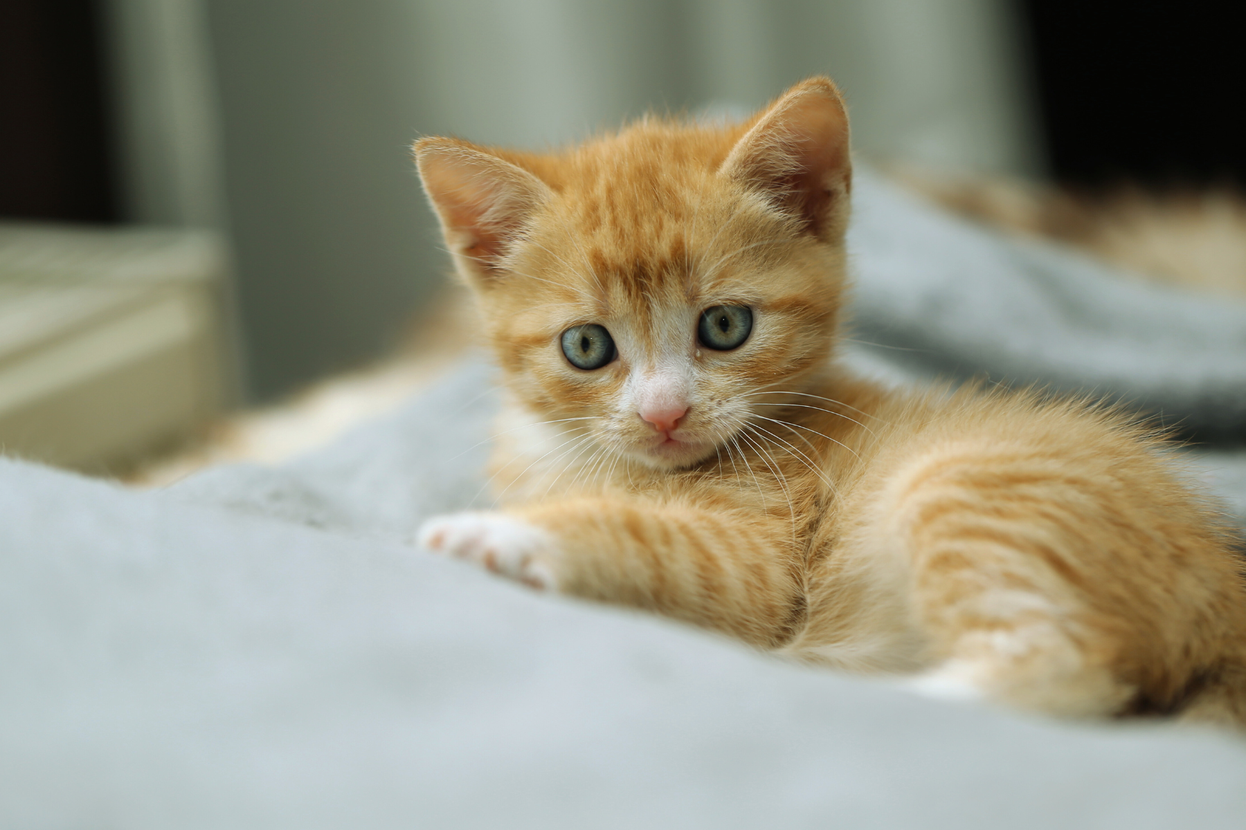 Cat naming guide: Your guide to naming your cat