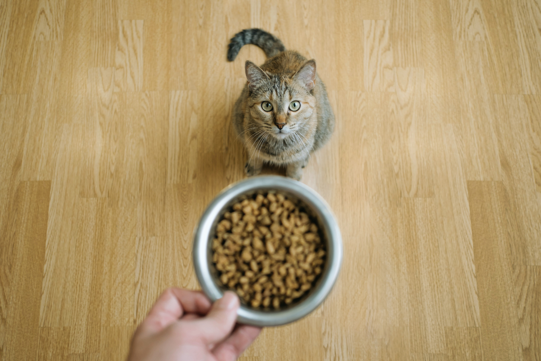 a cat getting her daily feed, an important part of a routine