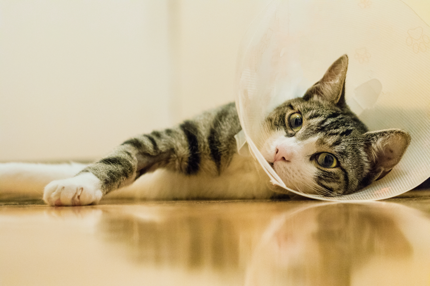 What to expect when you get your cat spayed or neutered