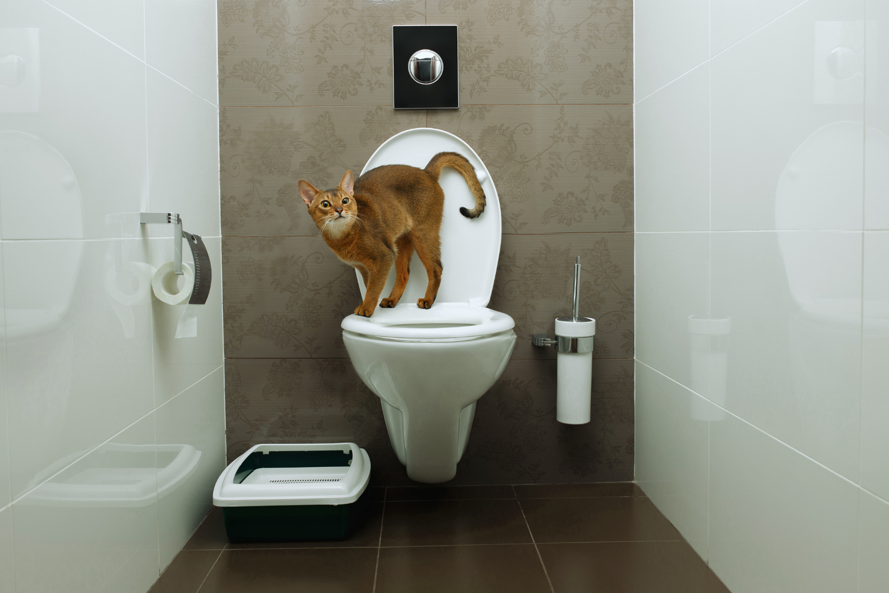 featured image of a cat standing on a toilet for post How To Toilet Train Your Cat In 14 Days Or Less