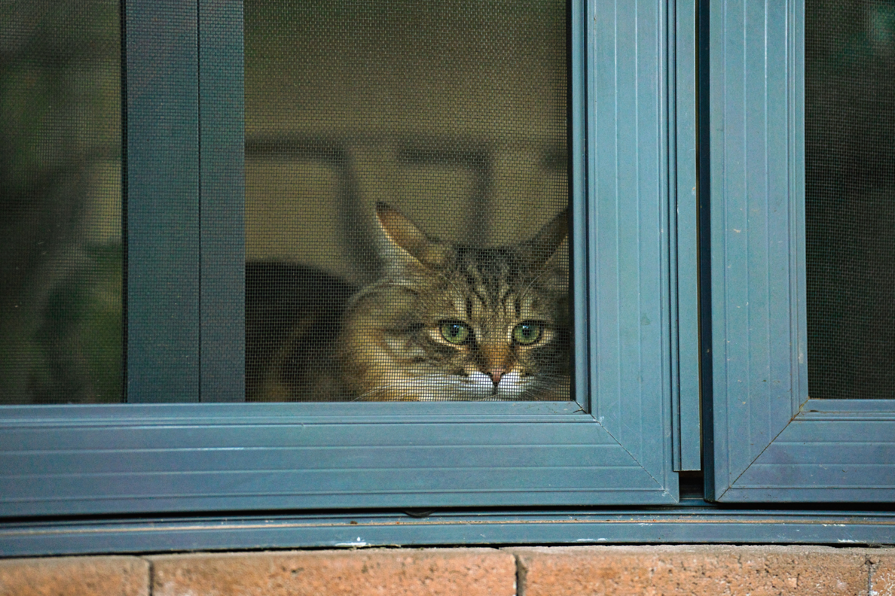 cat looking out the window hoping that you know How to make sure your cat is well cared for when you are traveling