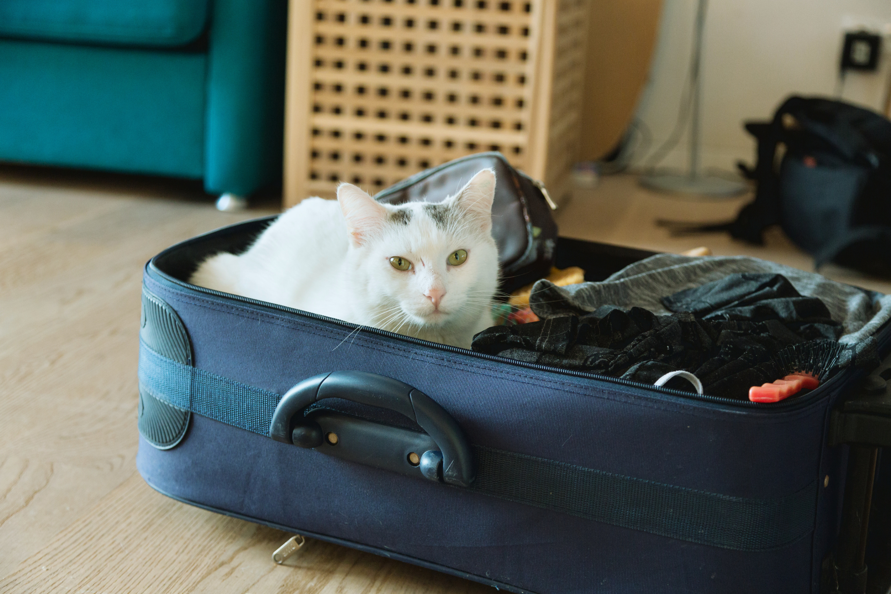 featured image for Budget-friendly and stress-reducing travel tips for cat parents