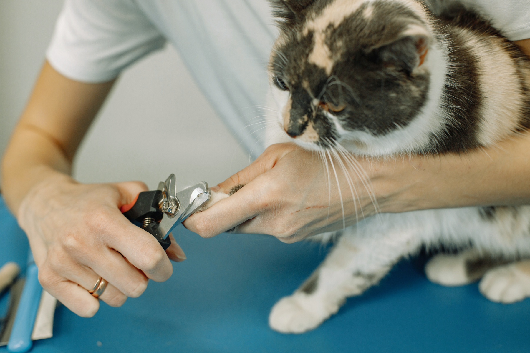 How to trim a cats claws