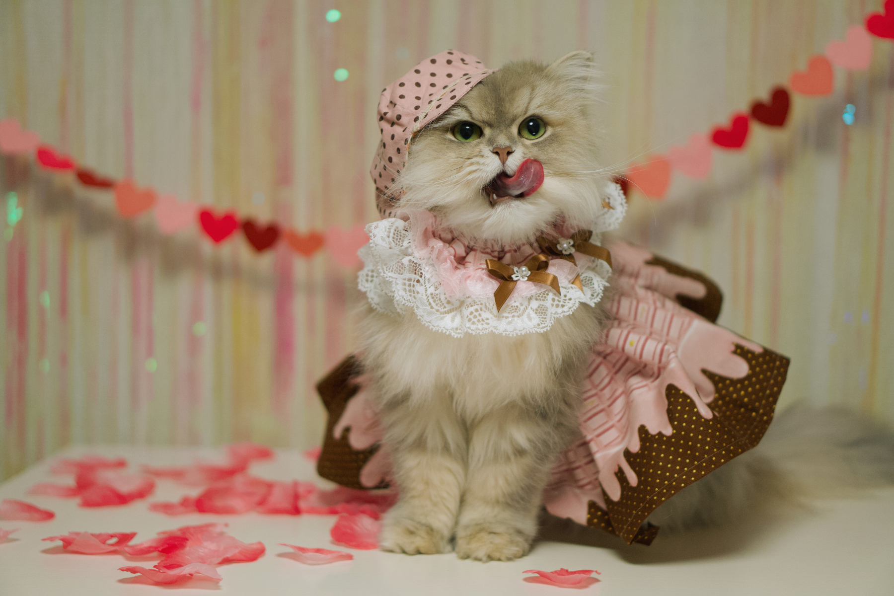 oh what a cute little valentine this kitty is. Happy Valentine's Day! You can find some valentines E-cards here!