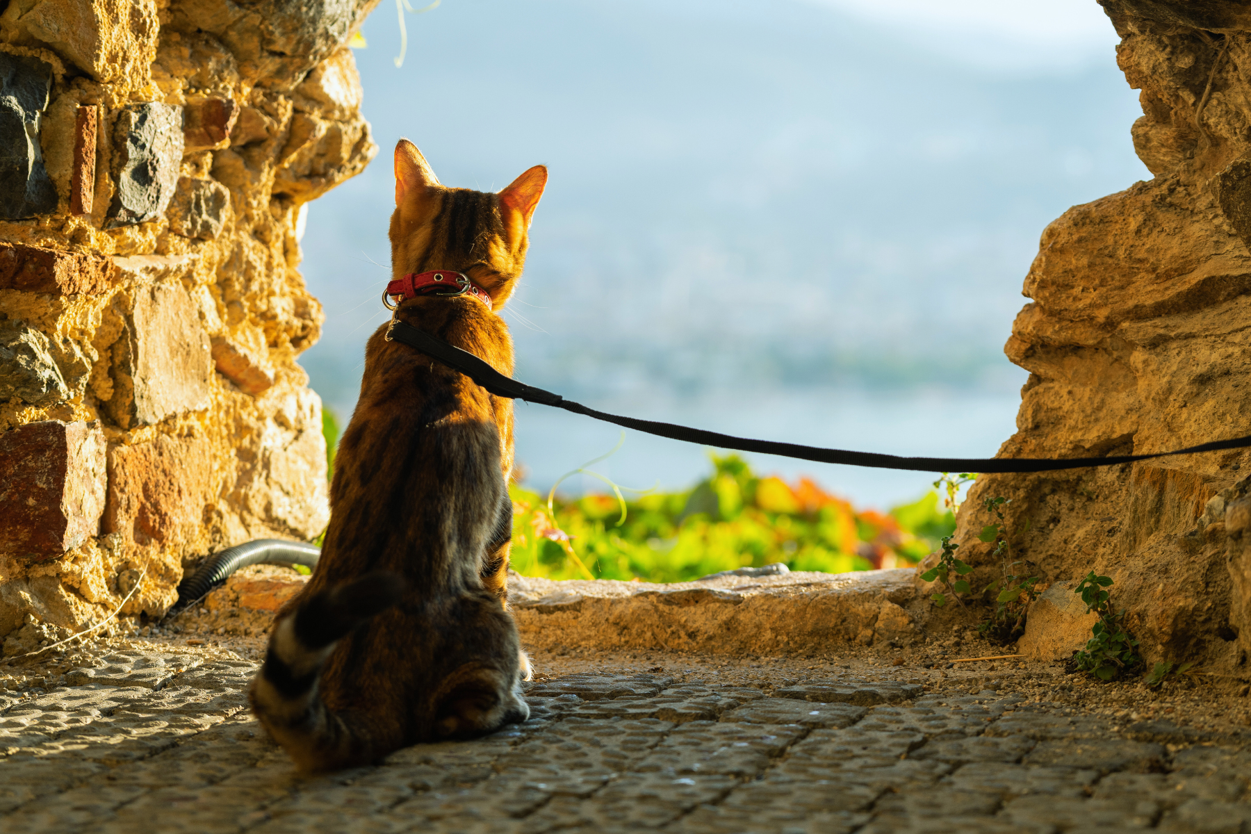 image featuring a cat on a leash for how to train your cat to walk on a leash