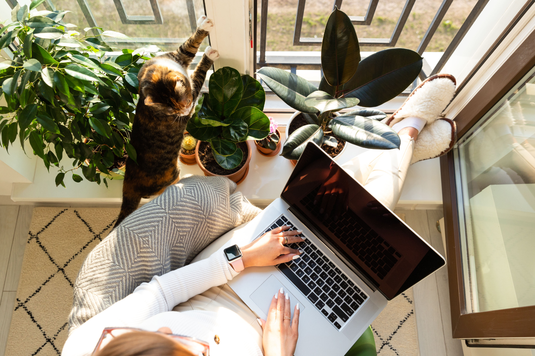 10 Work at Home Jobs For Cat Lovers