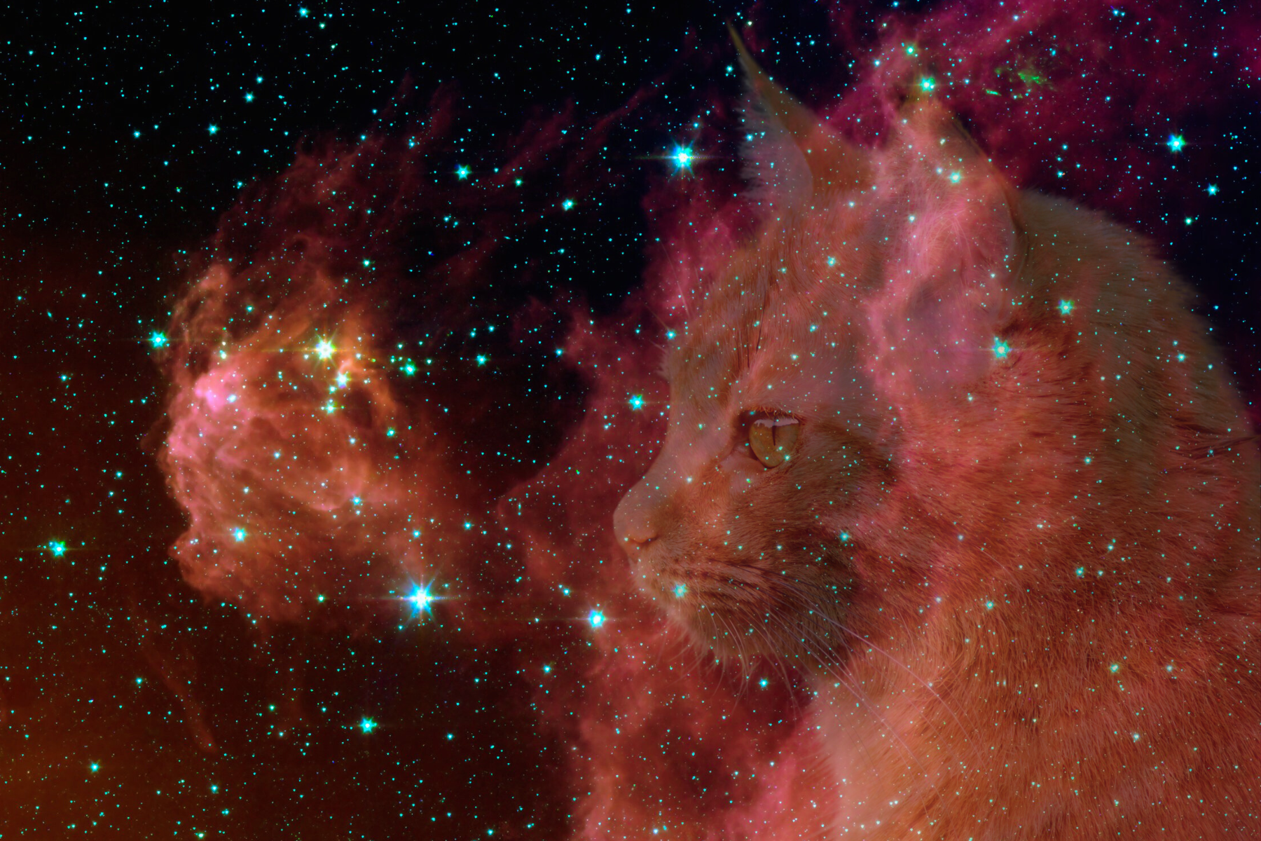 galaxy photo with transparent cat face on it. featured image for zodiac cat astrology.