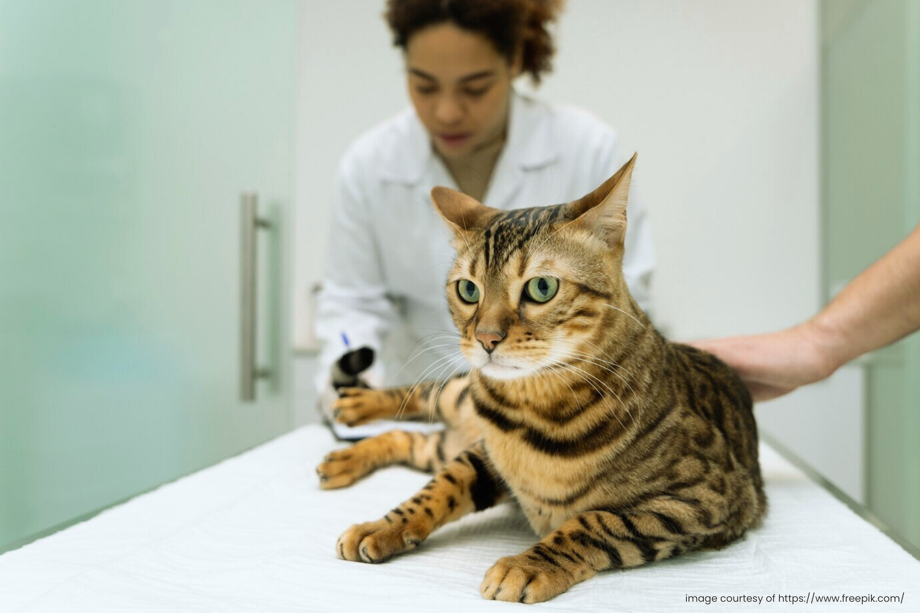 Starting a Veterinary Clinic: Important Considerations and Practical Advice