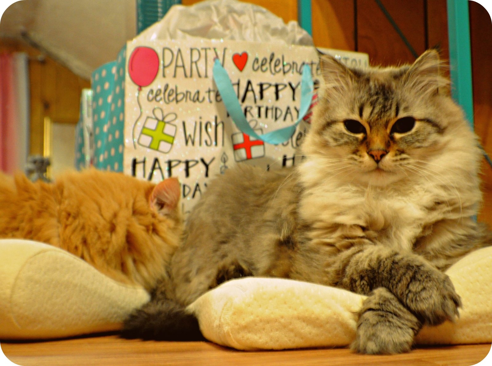 prince Michael birthday