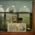 cat in a cafe window