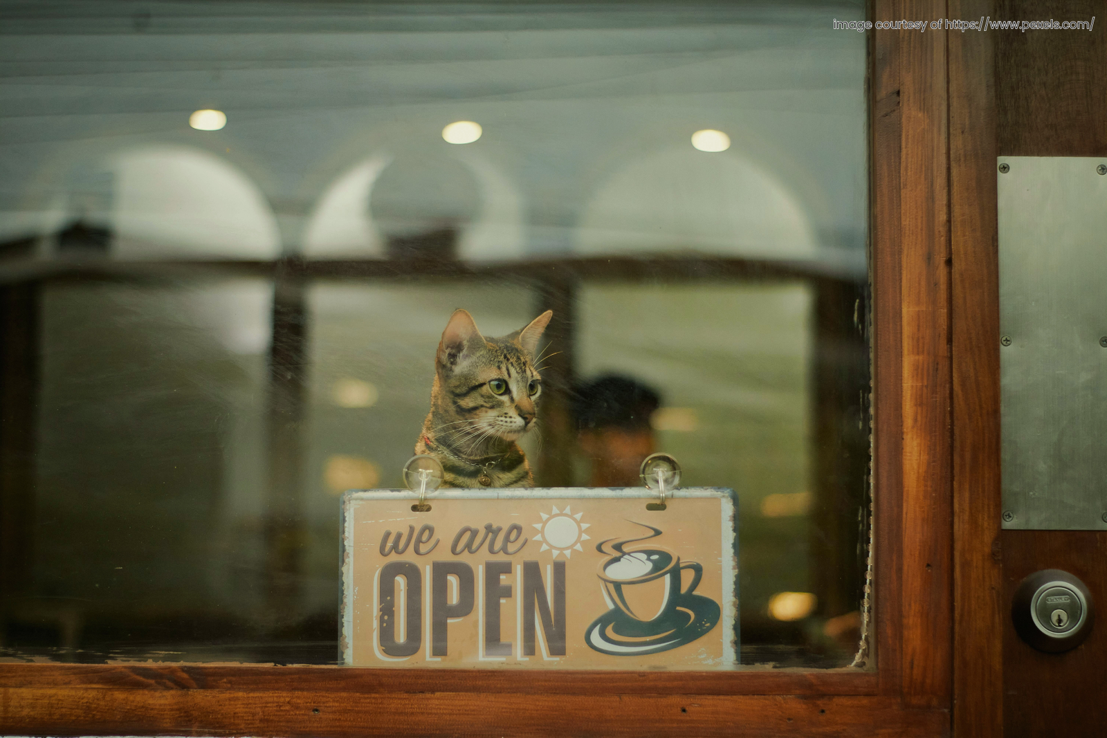 What It Really Takes to Open a Cat Café