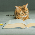 cat reading a book - The Book Bin- a cat-friendly book store