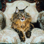 featured image for Cat-Friendly Fabrics for your Furry Friend a guest post by jay mark