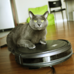 Keeping a cat-friendly home. a cat riding a robot vacuum