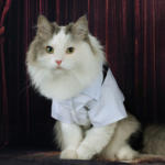 cat on stage, featured image for Cat Quotes