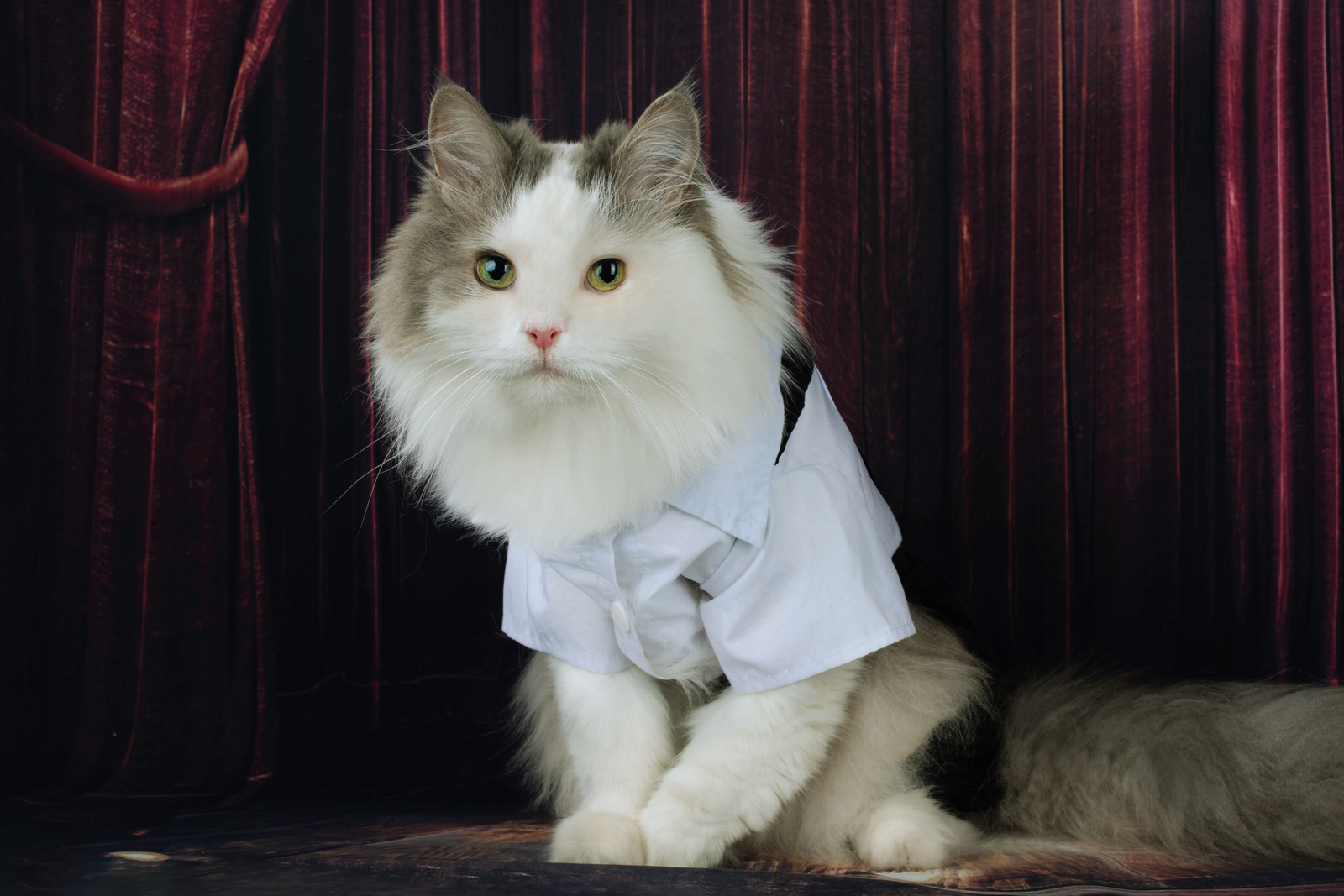 cat on stage, featured image for Cat Quotes