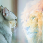 this cat is looking at himself in a mirror and seeing a lion. This is our featured image for cat know self-care