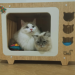 cats inside a toy tv, featured image for 5 Videos For Cats To Watch