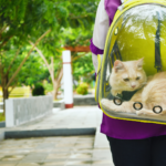featured image for Paws and Passports: How to become a digital nomad with your feline friend. Shows cat in a clear backpack carrier.