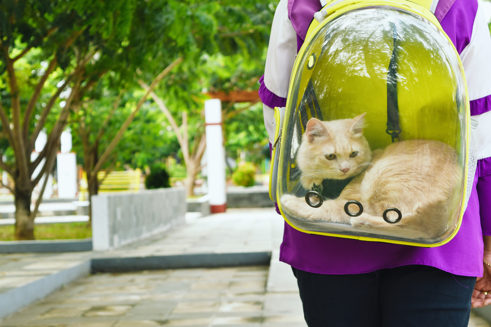 featured image for Paws and Passports: How to become a digital nomad with your feline friend. Shows cat in a clear backpack carrier.