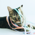 cat laying with its DIY cat toys
