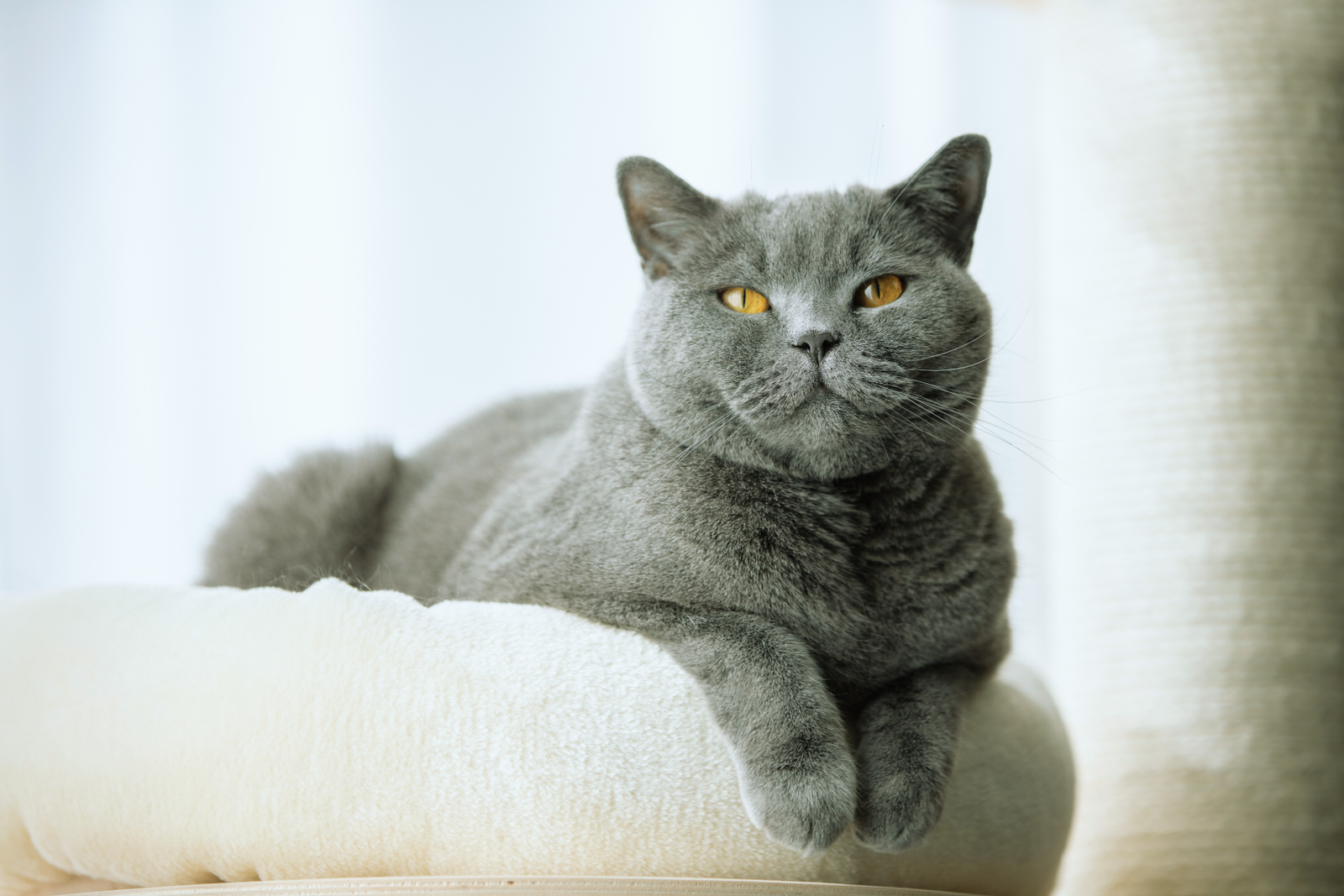 cat sitting on a comfy perch. featured image for Enhance your cats quality of life with these tips