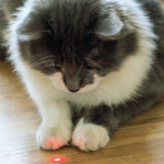 cat playing with laser pointer. one of our favorite cat toys of 2017