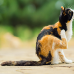 Fleas- How To Get Rid Of Pesky Fleas – For Good!