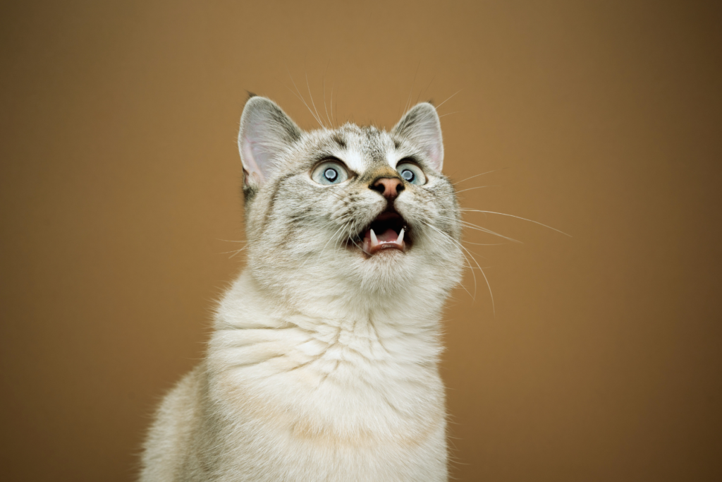 cat with excited expression on face. our featured image for the post titled "getting excited"