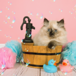 a cute kitten in a tiny pretend bathtub for grooming practice
