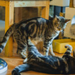 Two cats getting to know each other. featured image for Introducing your cat to a new pet
