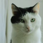 Marking the Moments: A Cat Owner’s Guide to Documenting Milestones That Matter