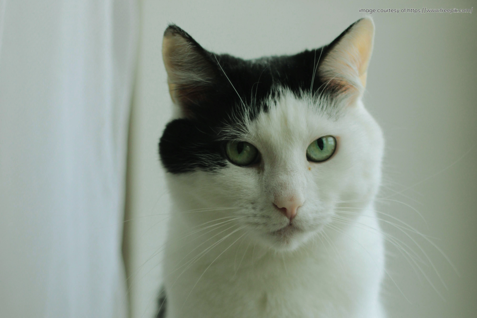 Marking the Moments: A Cat Owner’s Guide to Documenting Milestones That Matter