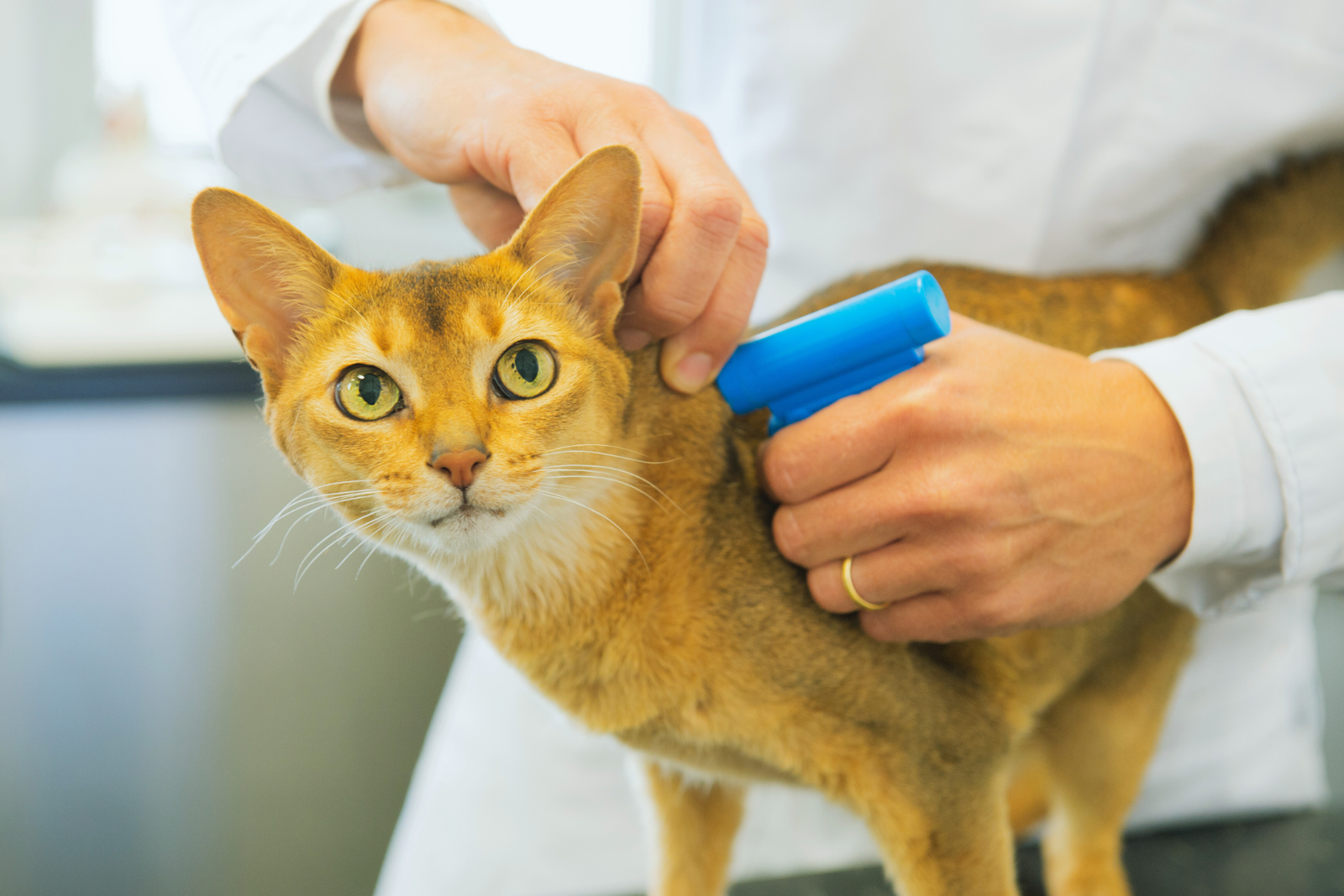 a cat being microchipped
