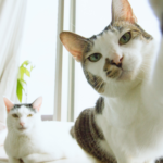 cat looks like hes taking a selfie. featured image for motivational quotes